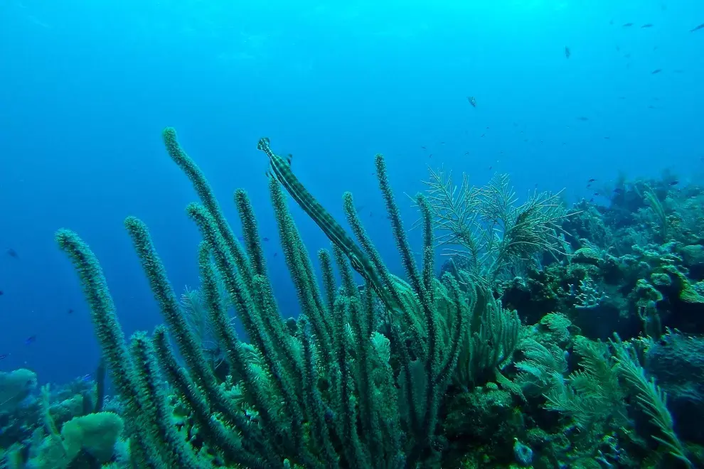 El lecho marino argentino también está lleno de corales