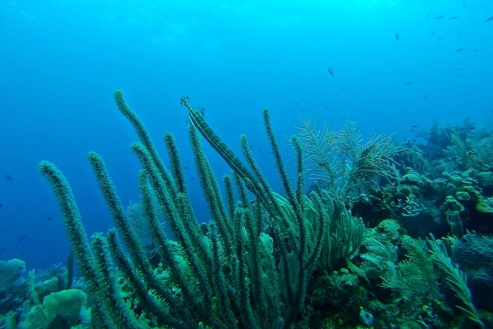 El lecho marino argentino también está lleno de corales