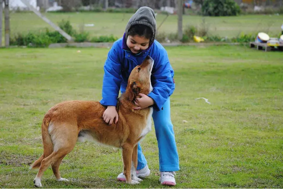 Adoptar un perro mayor es un acto de generosidad que será siempre recompensado.