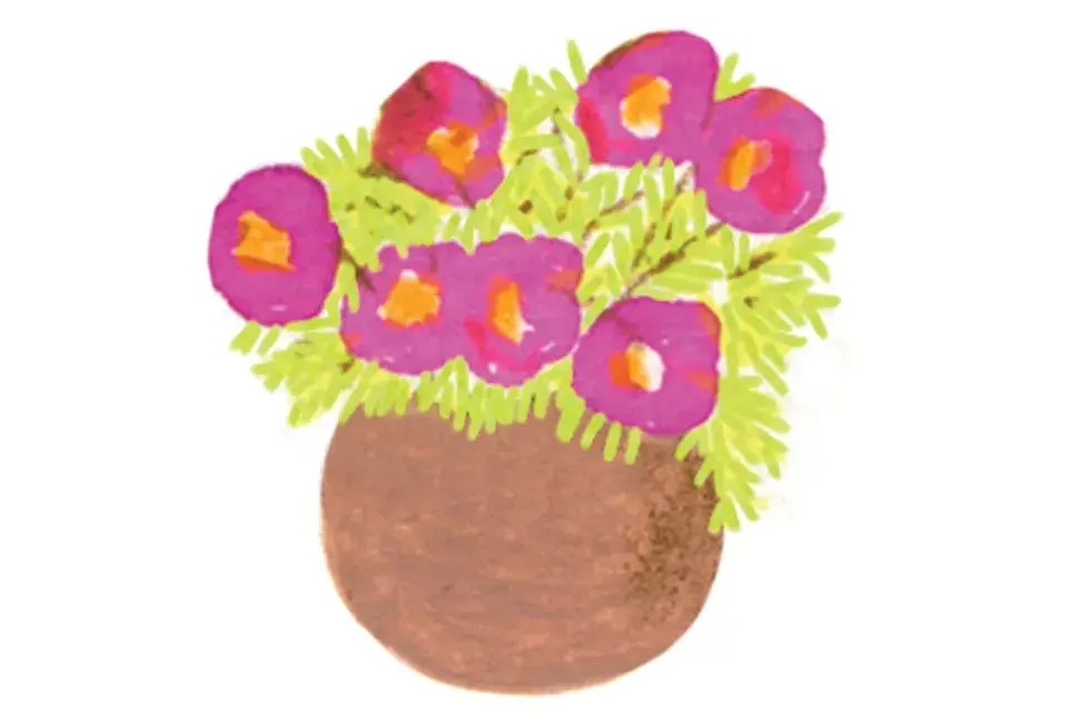 Potulaca