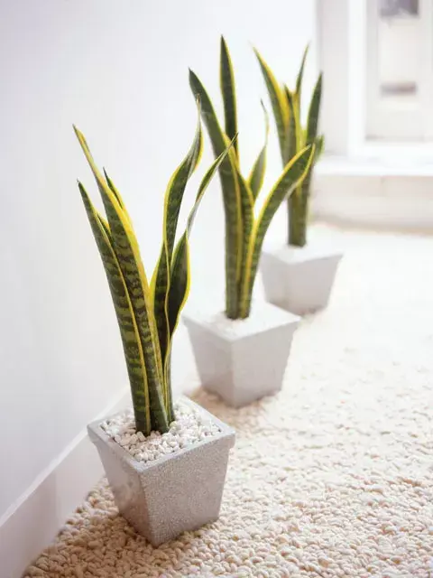 La Sansevieria es una de las plantas de interior más resistentes que hay
