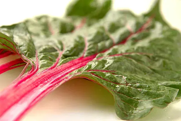 Acelga fresca, uno de los productos de Quinta Fresca