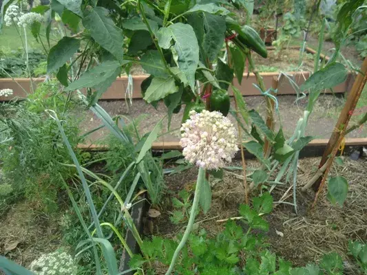 Flor de Puerro