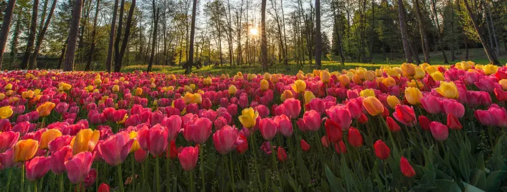 La ruta de los tulipanes en Holanda, uno de los destinos más  instagrameables del mundo - Ohlalá