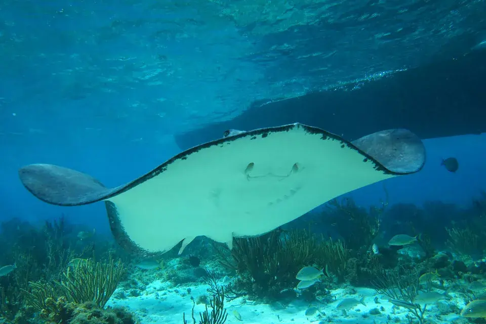 Las rayas son la gran atracción de Gran Caymán