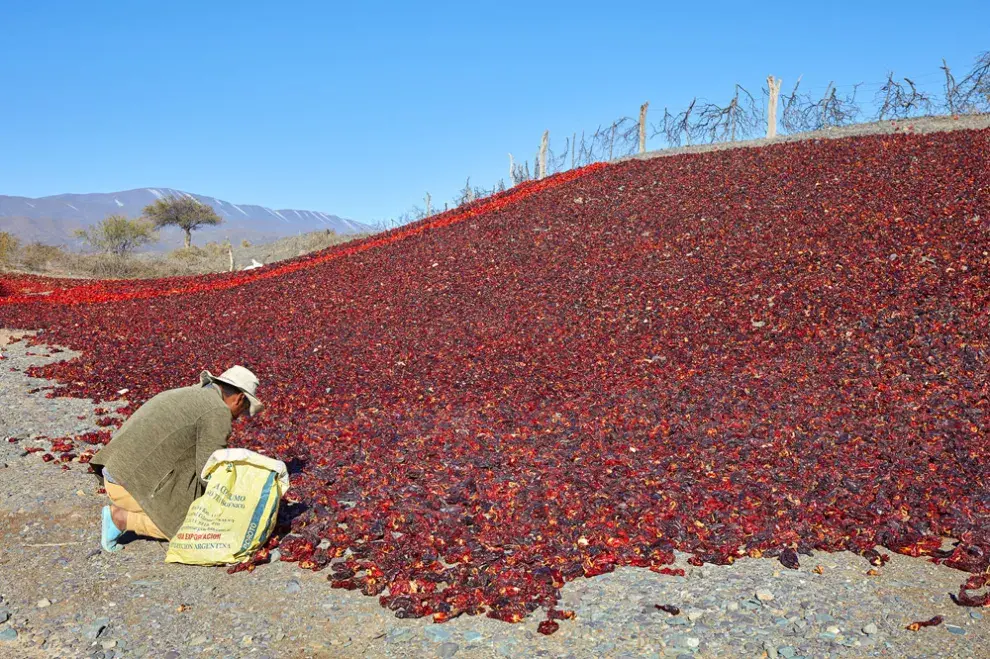 Un agricultor local cosecha pimientos secos en Payogasta, Valle Calchaquí , provincia de Salta - © Nicholas Tinelli / Argentina Photo Workshops