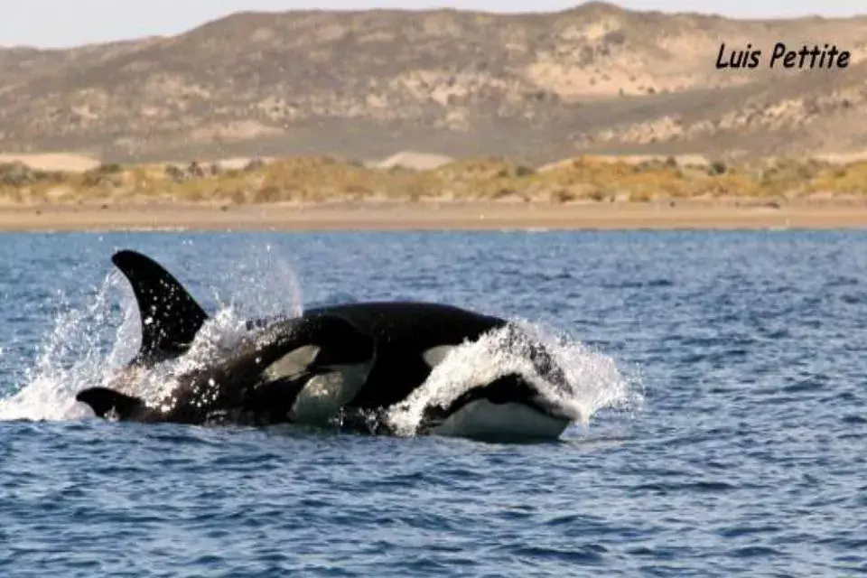 Orca madre y cría, durante los primeros tiempos necesitan estar con su madre y sufren la separación