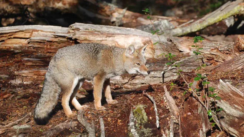 Los zorros de Tierra del Fuego