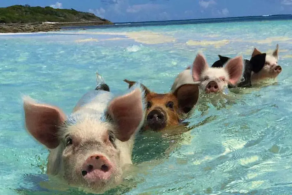 Los cerditos disfrutan del mar