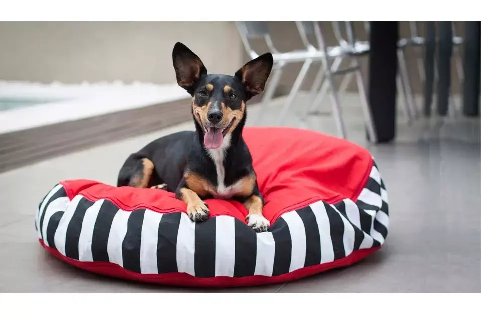 Colchón. Con tratamiento de nanotecnología - antiolor, antihongos y bacterias -  vienen en 3 tamaños. Desde $725, Arquipets