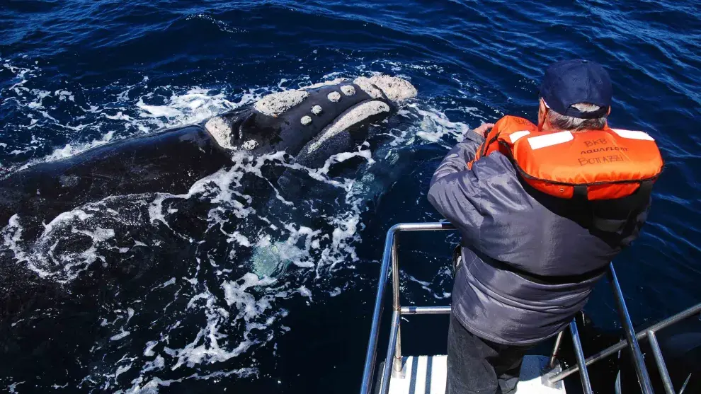 La ballena franca austral