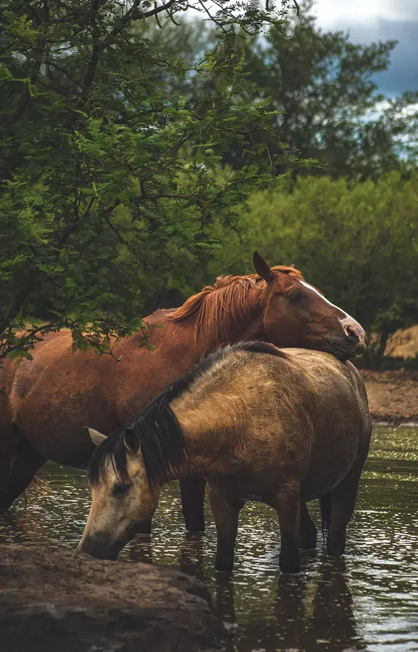 Caballos recuperados de la tracción a sangre en el santuario equino Equidad. 