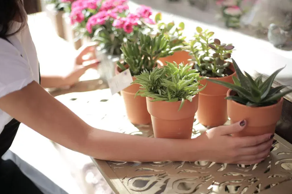 Cinco plantas ideales para quienes buscan sumar verde a sus casas, pero tienen poco tiempo