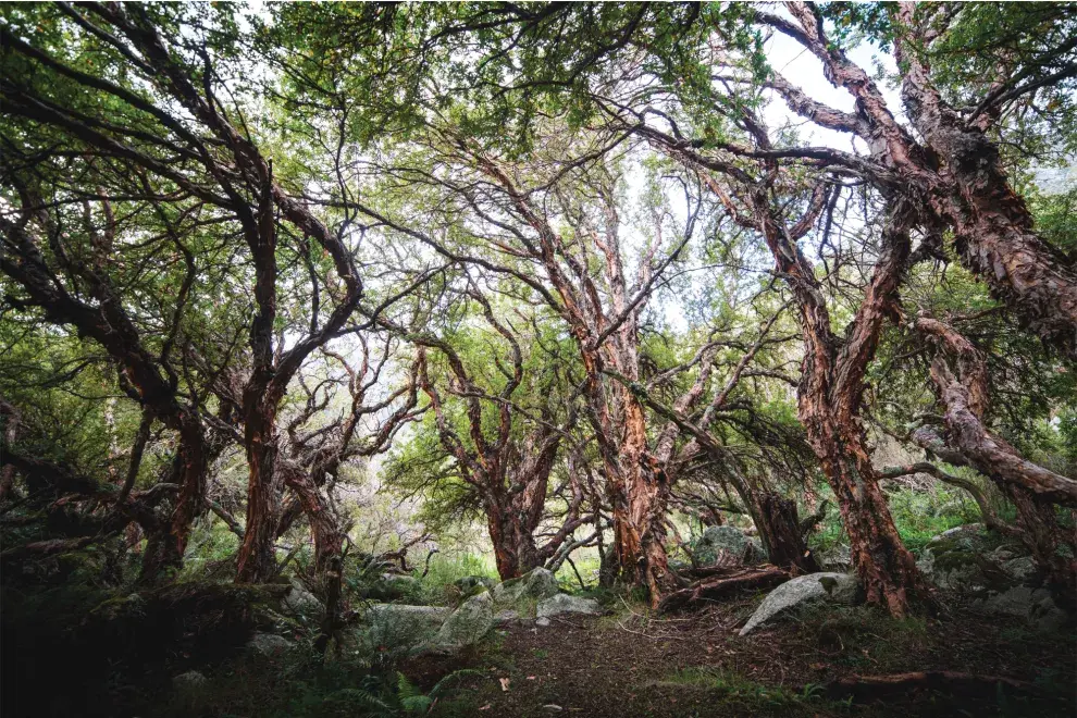 Bosque de Tabaquillos, Traslasierra.