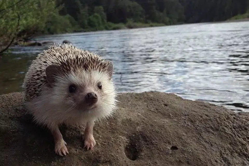 De paseo por un arroyo