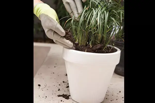 3. Poné el ejemplar en el centro de la maceta y agregá tierra hasta 2 cm por debajo del borde de ésta. Apisoná la tierra para que no quede aire entre las raíces.