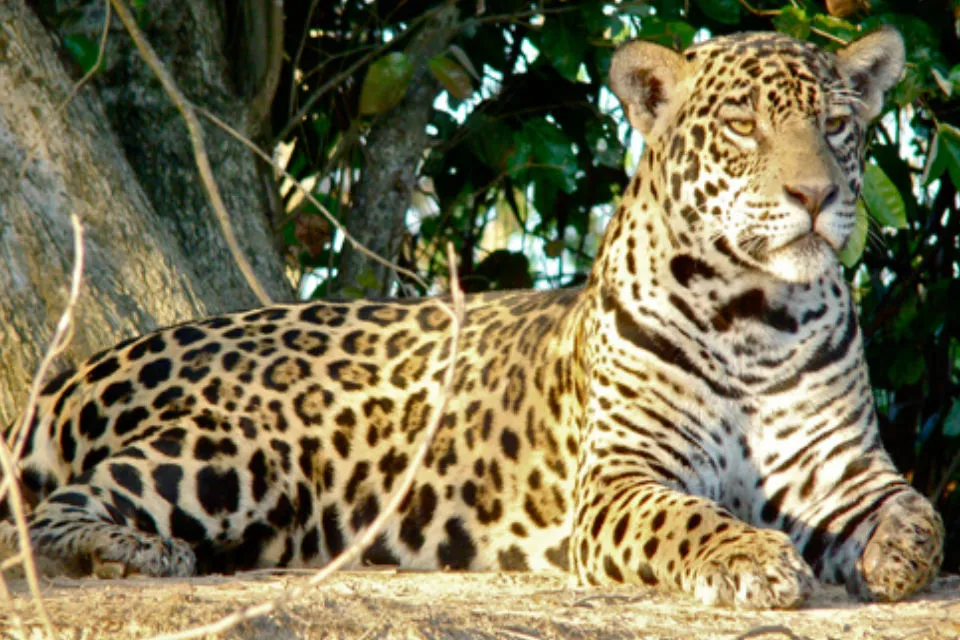 Ya hay tres ejemplares, una hembra y dos machos, en el Centro Experimental de Cría de Yaguaretés en los Esteros del Iberá.