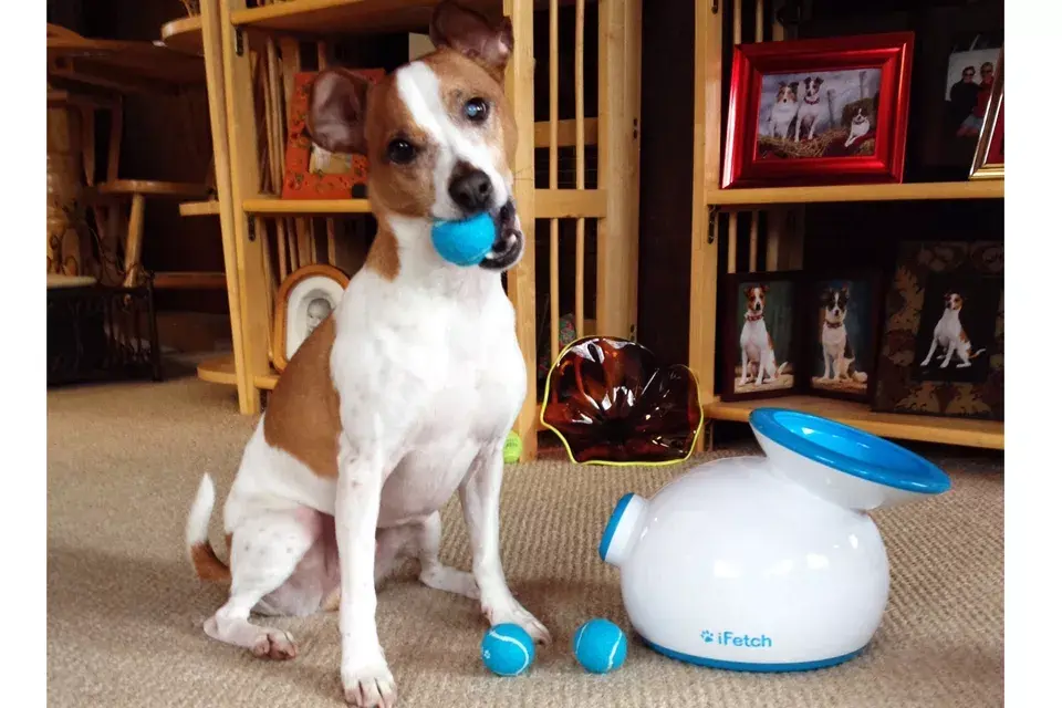 Para los dueños más vagos o los que nos están en casa durante el día: una máquina que entretiene al perrito lanzándole pelotas para que las vaya a buscar