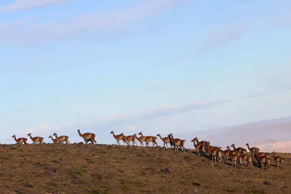 El Parque Nacional Patagonia tiene 52.000 hectáreas, habitadas por fauna autóctona