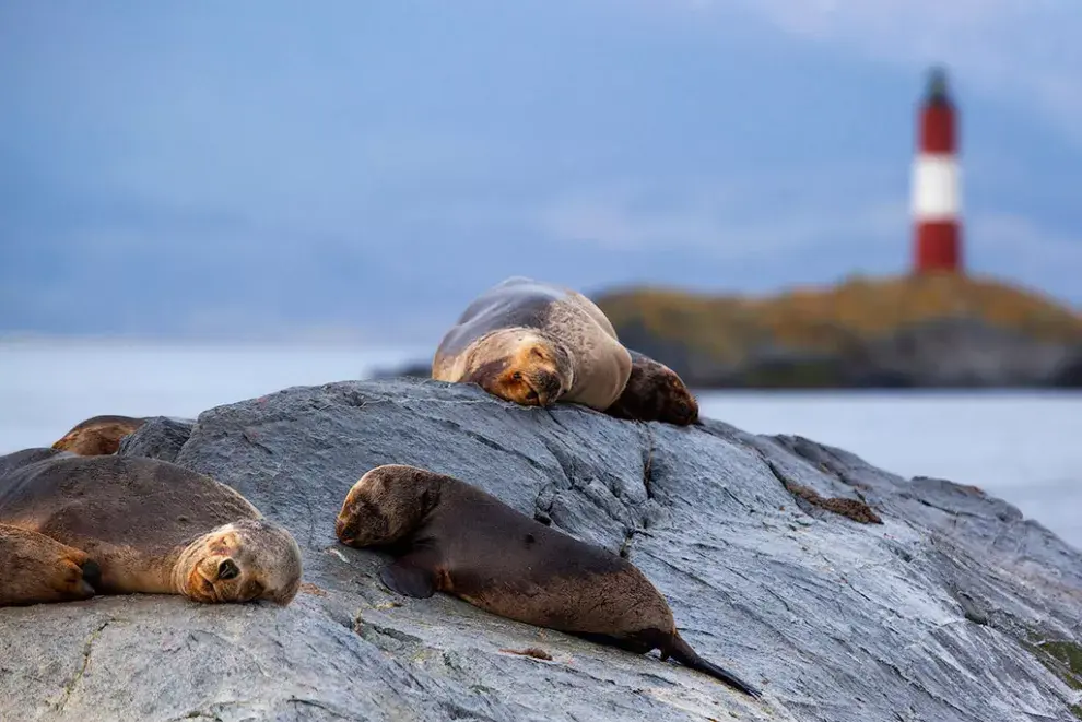 Un grupo de lobos marinos en el Canal de Baeagle, con el faro Les Eclaireurs en el fondo, Tierra del Fuego, Ushuaia - © Nicholas Tinelli / Argentina Photo Workshops