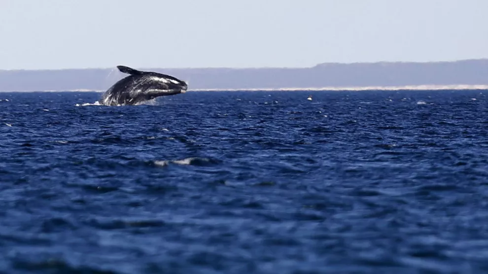 Esta temporada se contabilizaron cerca de 800 ballenas en la costa de Chubut