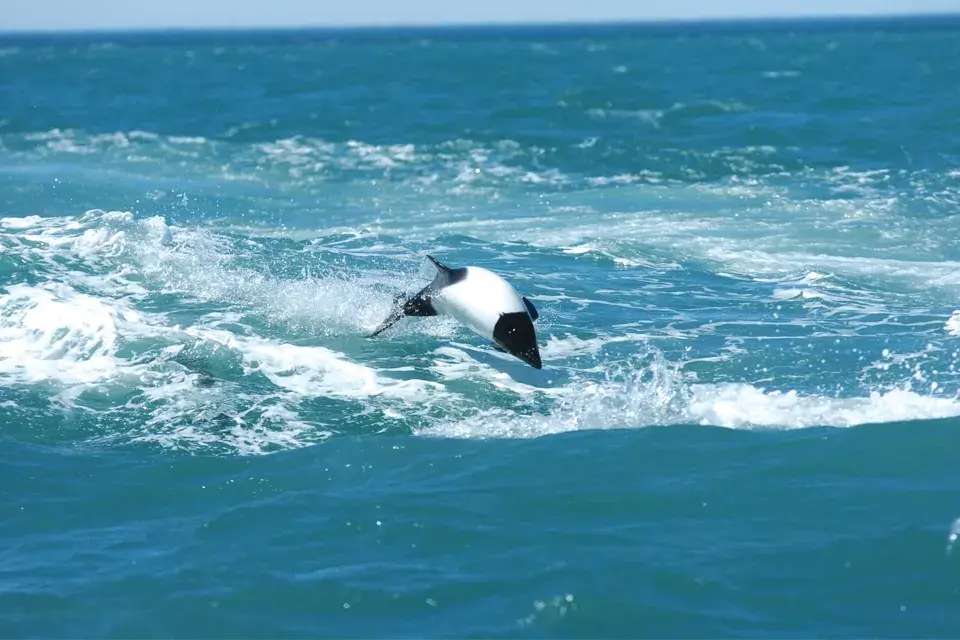 Las toninas overas son como delfines pero más chiquitos