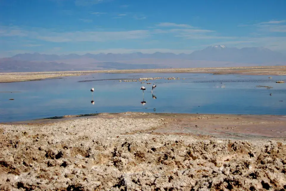 Los primeros flamencos que vemos en el salar