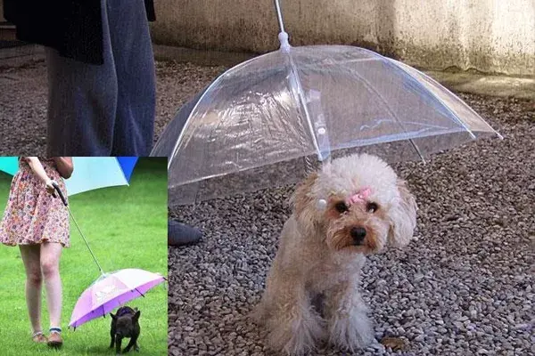 Para poder sacar a pasear al perro hasta en los días más feos