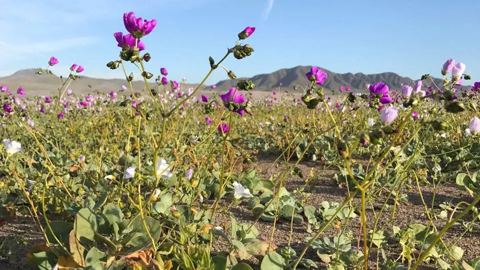 El "desierto florido" de Atacama