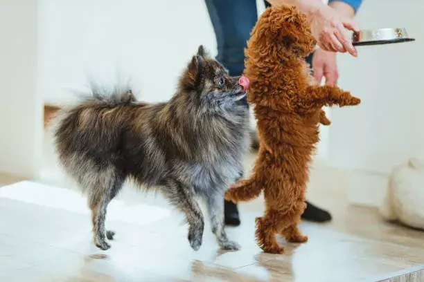 Qué alimentos son dañinos para tus mascotas