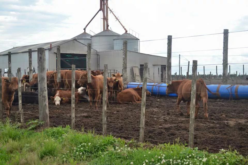 Vacas encerradas en feedlot, en Rojas, provincia de Buenos Aires. Foto: Viaje por la Soberanía Alimentaria.