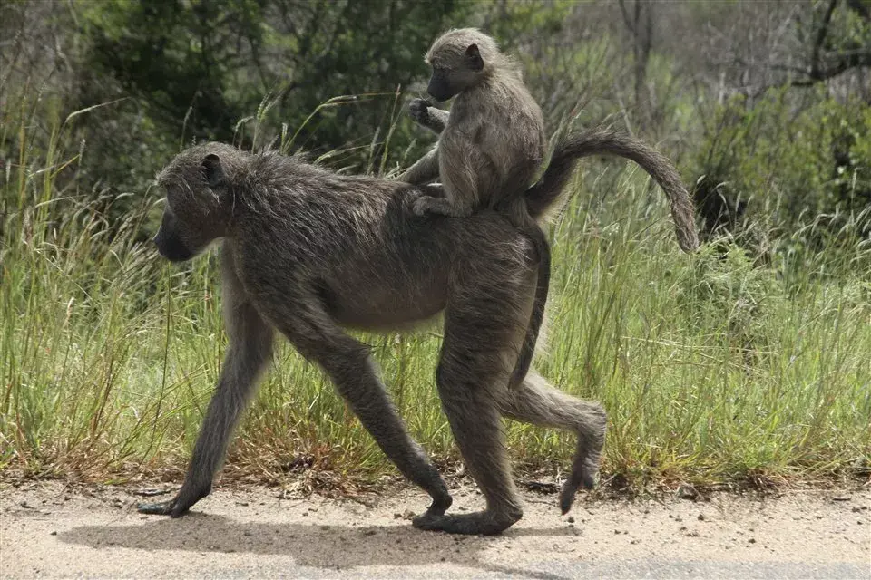 Animales sueltos, un gran programa