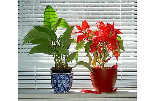Las plantas pueden sumar color a tu escritorio