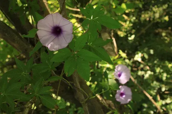 Una salida ideal para enseñarle a los más chicos a cuidar de la naturaleza