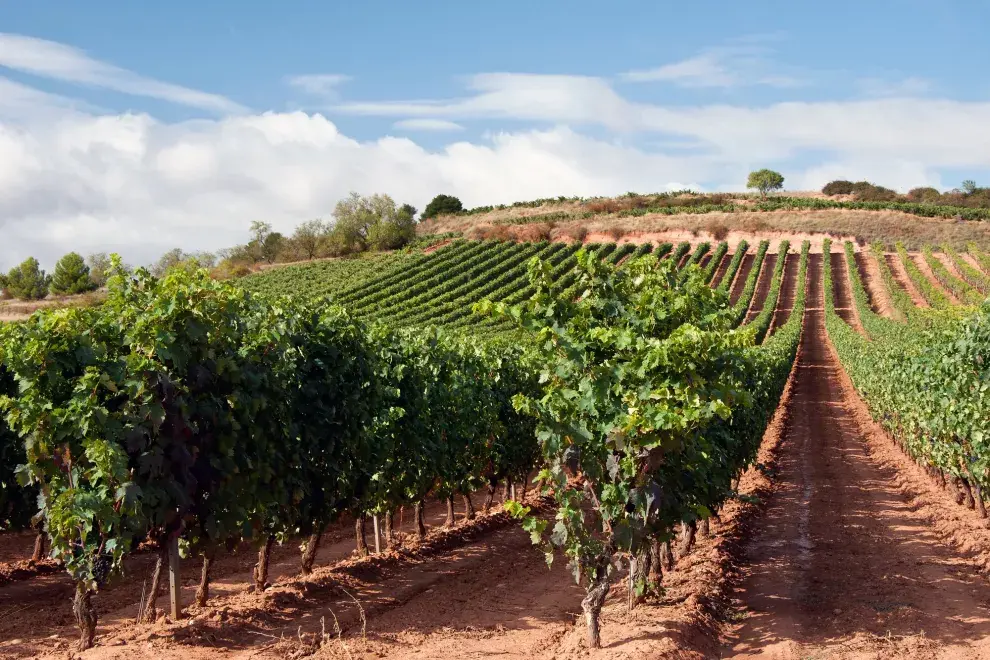 Rioja, tierra de buen vino