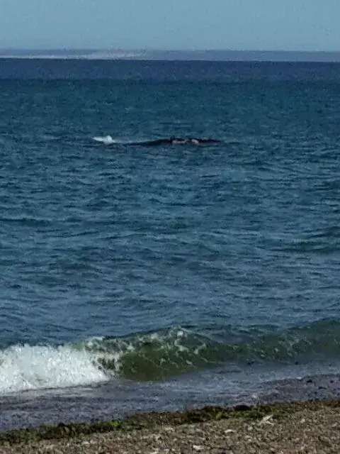 Ballenas muy cerca de la costa. Emoción. Gracias Ariel Castillo