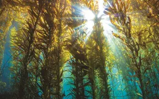 Kelp: todo lo que tenés que saber sobre este superalimento Kelp: todo lo que tenés que saber sobre este superalimento. Foto: Getty