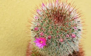 Cactus: dónde conviene ubicarlos en la casa según el Feng shui