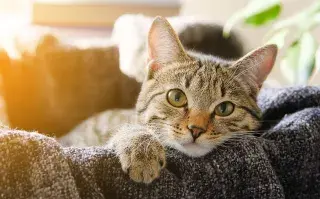 Día Mundial del Gato: cómo cuidarlos bien