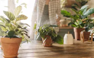 Remedios caseros para nuestras plantas