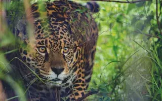 El yaguareté está en peligro de extinción.