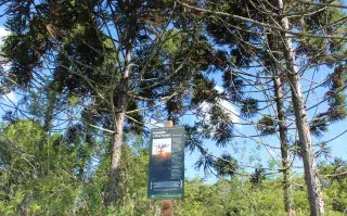 Bosques nativos: se salvaron hectáreas con bosque nativo en Misiones, en la frontera con Brasil.