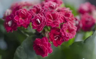 Kalanchoes es una planta súper resistente al calor.