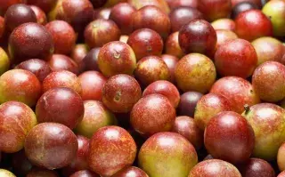 Camu-camu: conocé este superalimento.