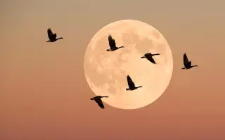 Ritual de luna llena: cómo aprovechar su energía.