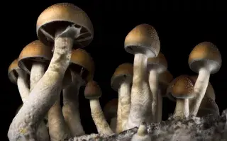 Microdosis de hongos: cuál es el protocolo para tomarlos.
