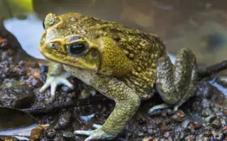Veneno de sapo: ¿de dónde viene este ritual y por qué lo desaconsejamos?