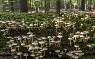 Fungui: los hongos aportan al cambio climático.