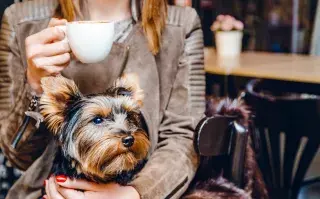 Día del Perro: 5 lugares para ir a merendar y llevar a tu mascota.