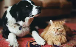 ¿Perro o gato? ¿A cuál considera el mejor amigo del hombre la Inteligencia Artificial?